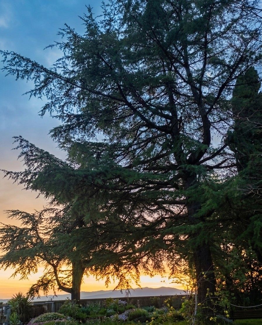 Giardino al tramonto con vista sulle colline